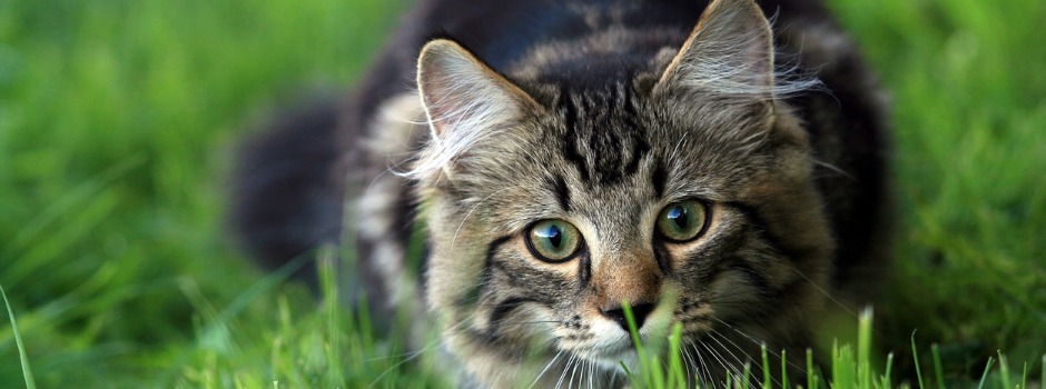 Why Do Cats Wag Their Tails?