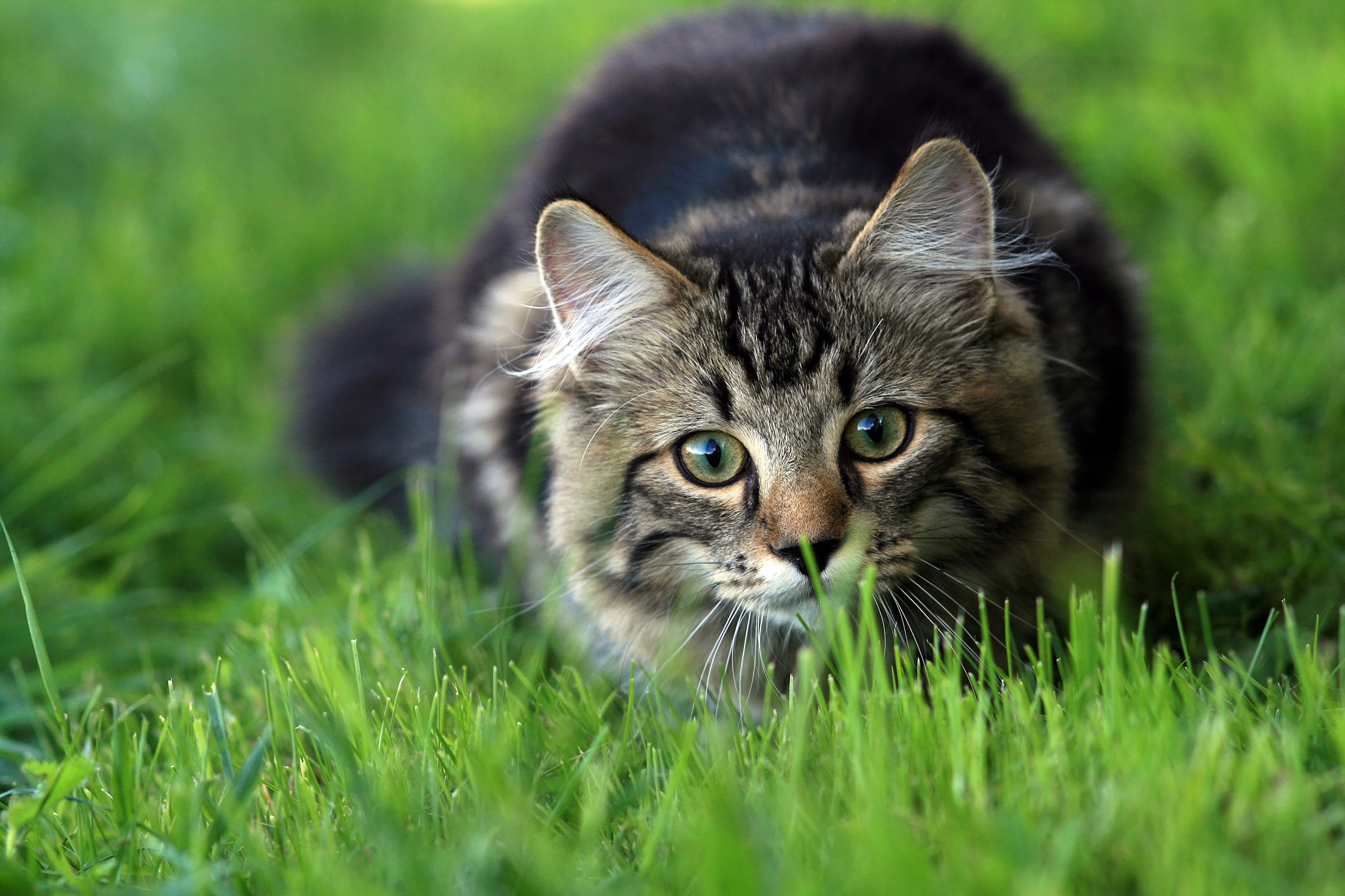 Why Do Cats Wag Their Tails?