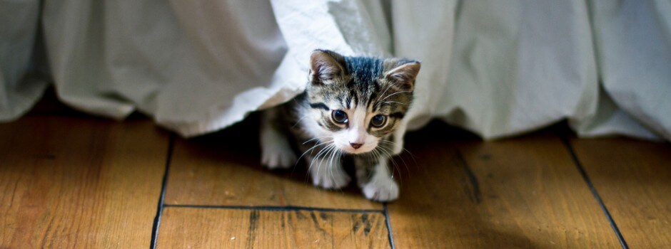 kitten hiding under the bed