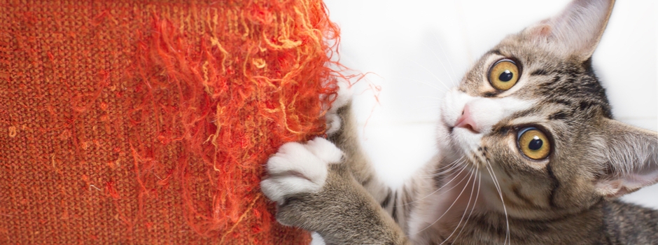 How to Stop Cats Scratching Furniture