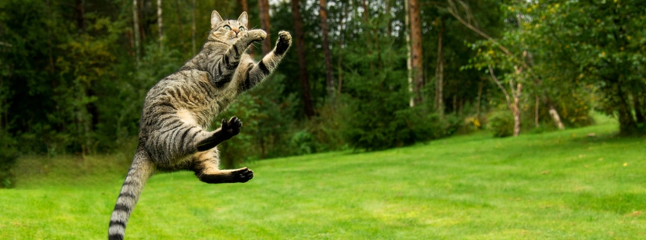 ¿Los gatos siempre aterrizan de pie?