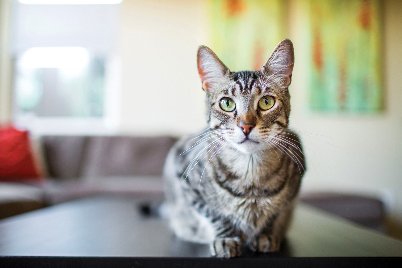 Un gato acostado en una mesa de café en una sala de estar