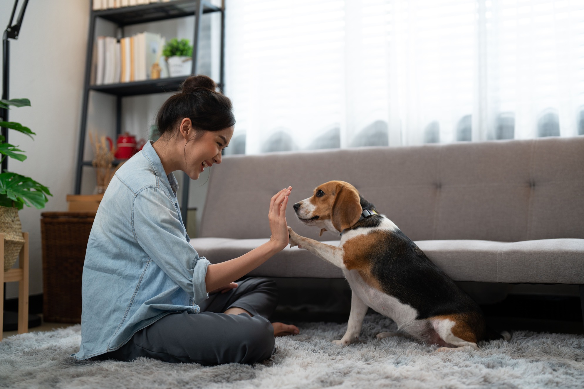 Juegos de inteligencia para perros en casa