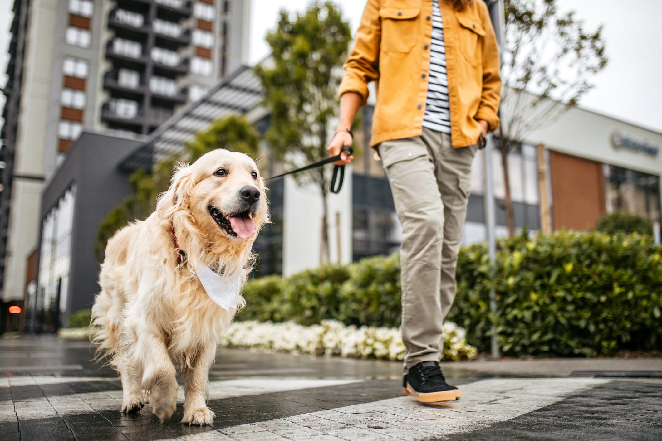 Cómo favorecer / ayudar a la movilidad de tu perro