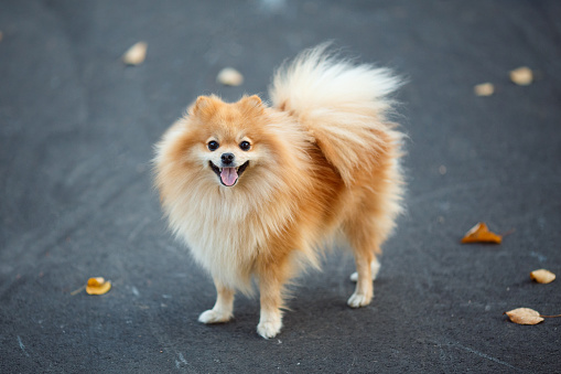 Cómo cuidar mejor la piel y el pelo de tu mascota
