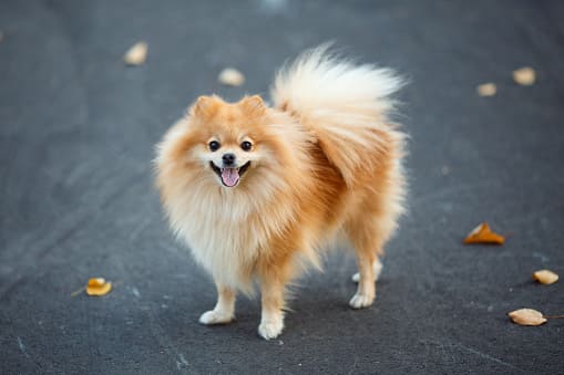 Cómo cuidar mejor la piel y el pelo de tu mascota