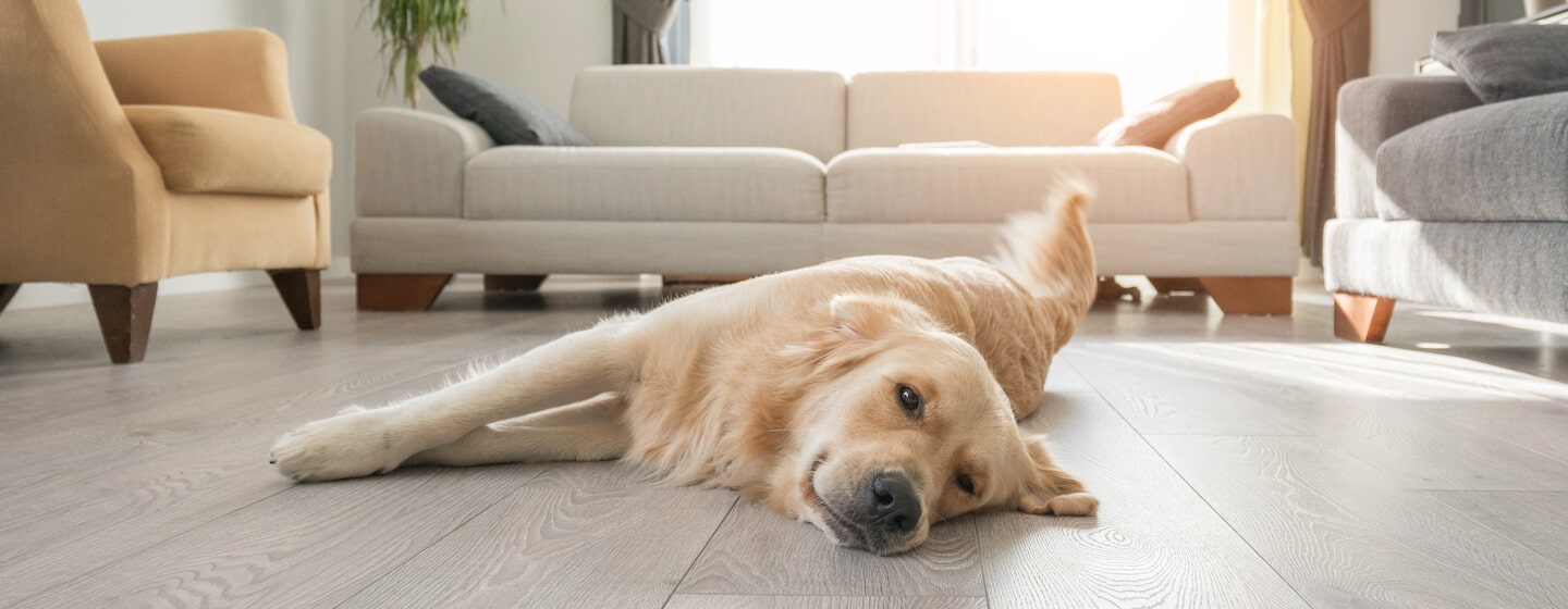 Dog laying on floor - Hero