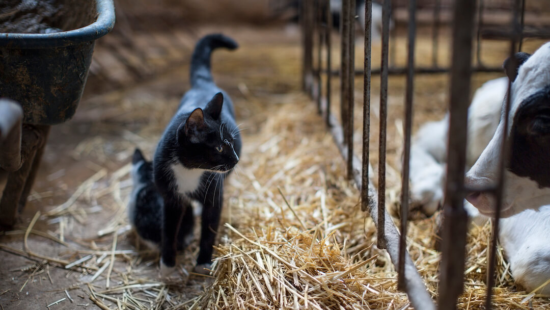 Cat looking at a cow