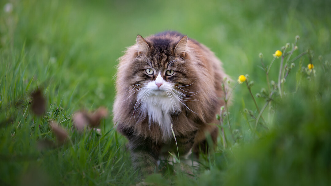 Big cat in the grass