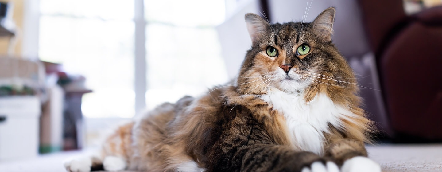 22 curiosidades de los gatos que debería conocer