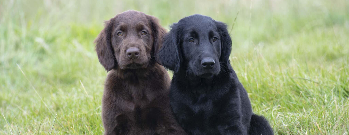 Perro marrón y negro sentado en el campo de hierba