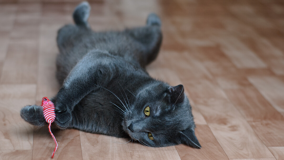 Gato negro descansando en el suelo