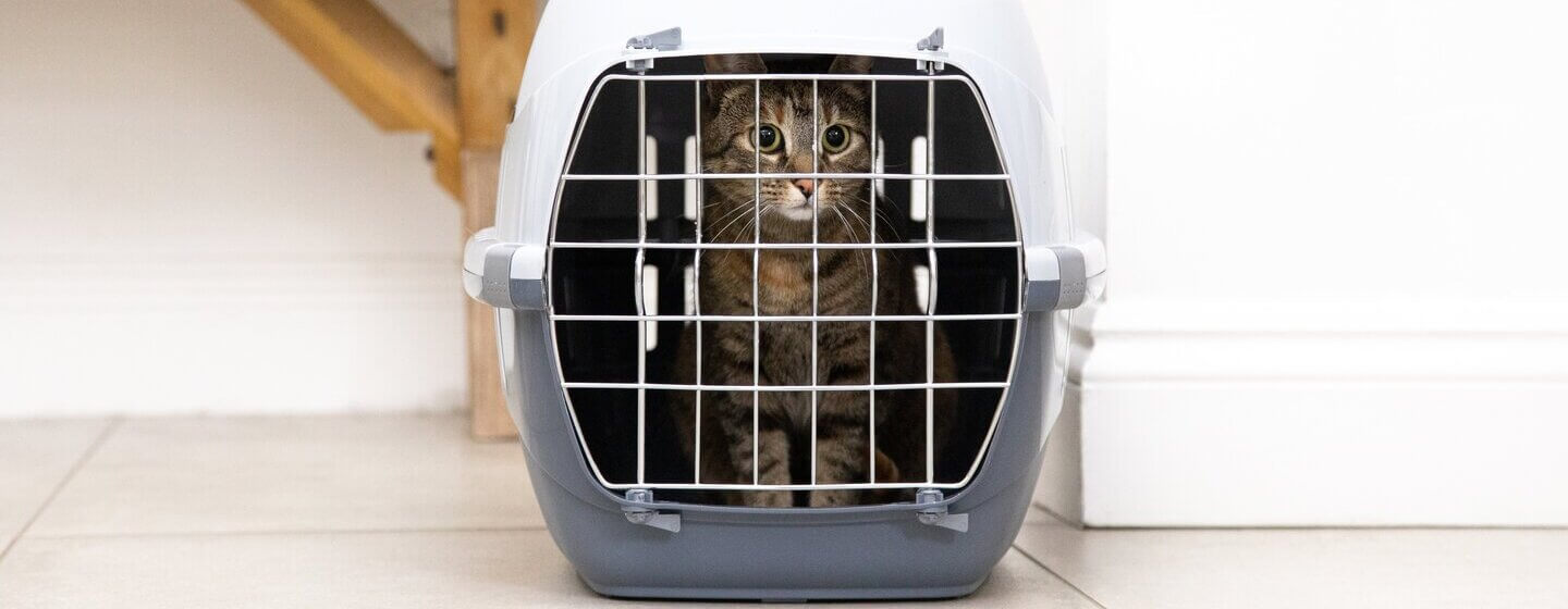 Gato de pelo oscuro en una jaula para gatos.