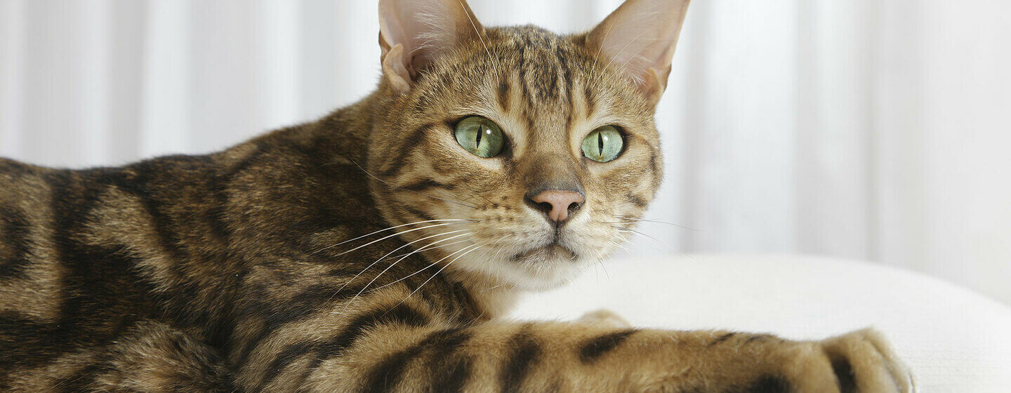 Cerca de gato de Bengala con ojos verdes