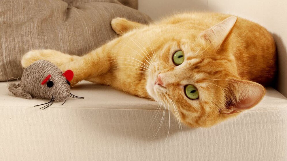 Gatitos Bebés QuÃ© Juguetes Les Gustan A Los Gatos Qué Juguetes Debo Comprar A Mi Gato? Consejos Miscota