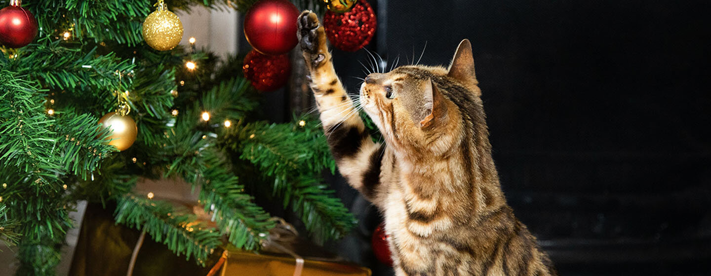 gato jugando con el árbol de navidad