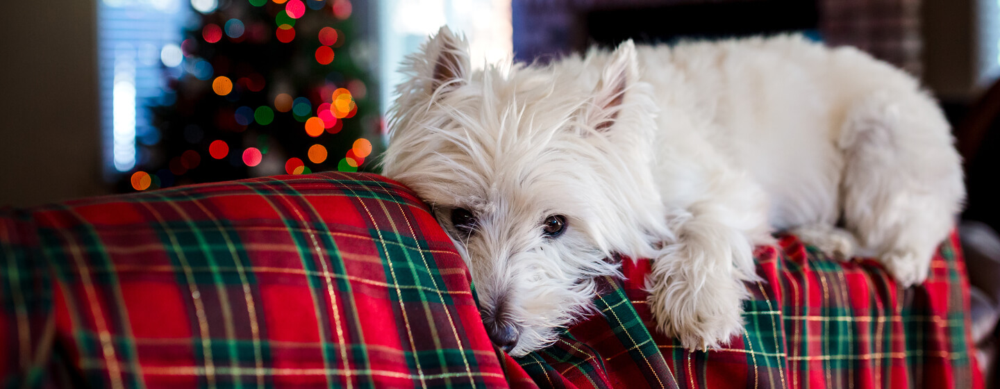 Perro tumbado sobre una manta festiva con un árbol de Navidad al fondo.