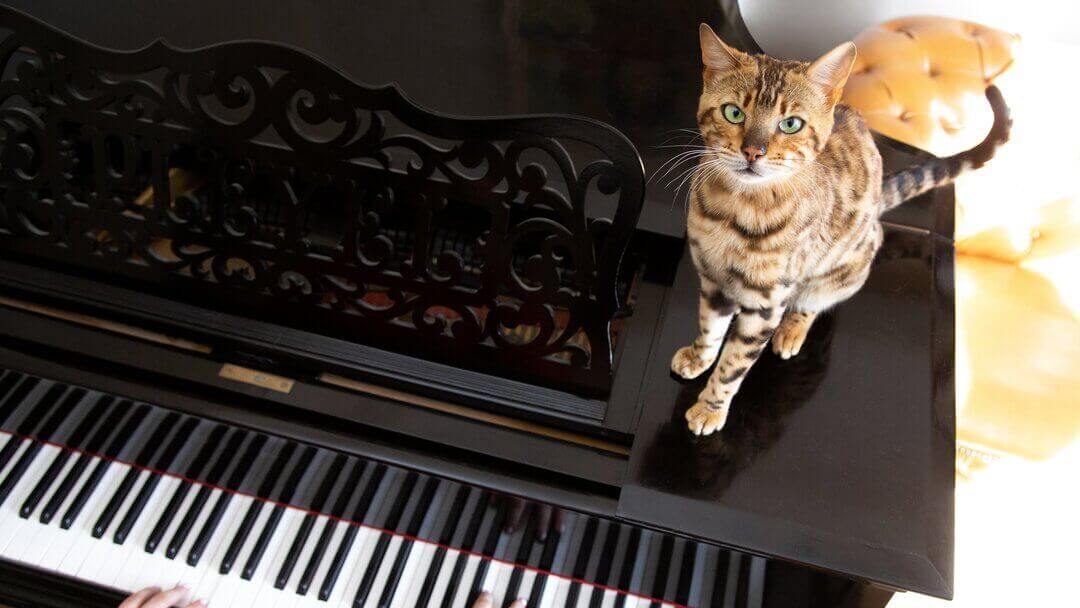 Gato bengalí sentado en un piano mientras se toca.