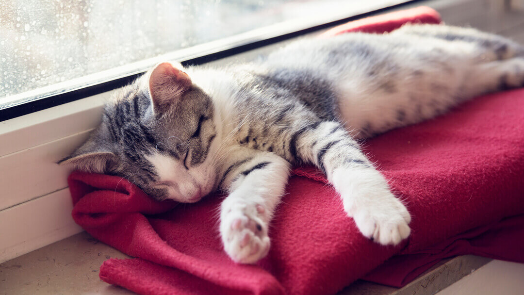 Gatito dormido en una manta roja al lado de la ventana