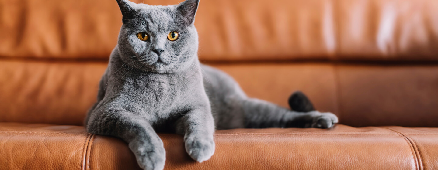 Gato gris sentado en un sofá de cuero.