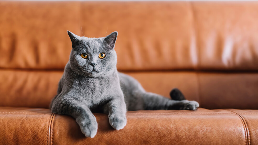 Gato gris sentado en un sofá de cuero.