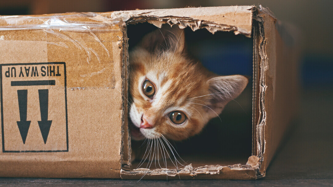 gato en la caja