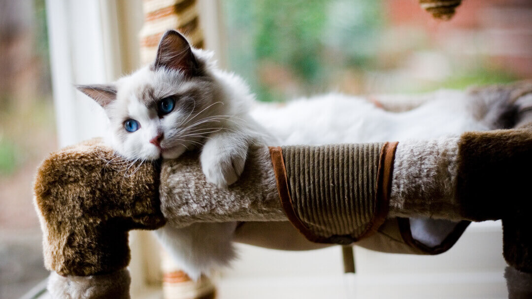 gatito esponjoso con ojos azules acostado en una cama