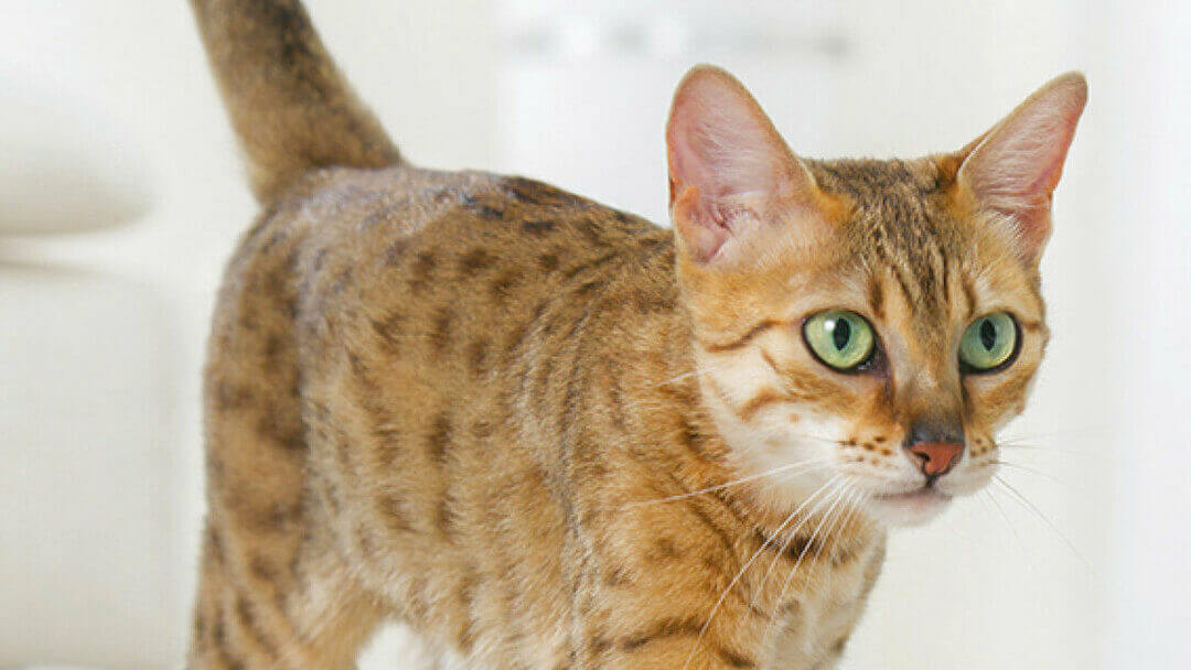 gato de bengala con ojos verdes