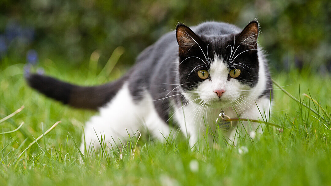 Caza de gatos en la hierba