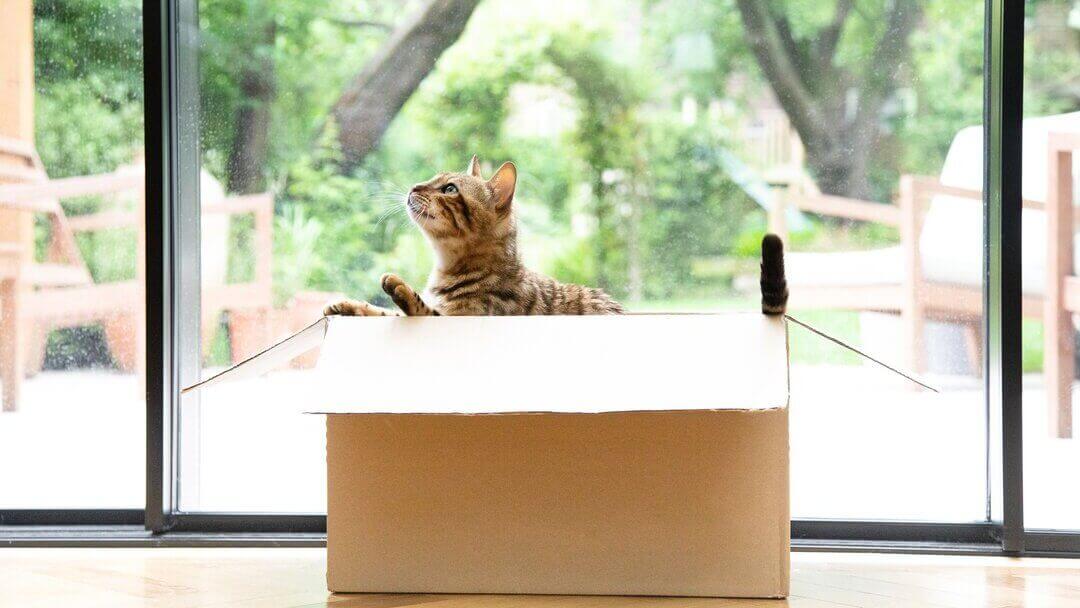 Gato bengalí jugando en una caja de cartón.