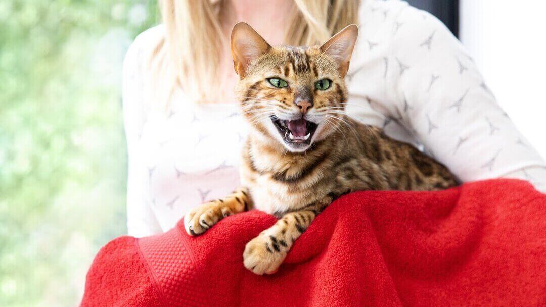 Gato a rayas marrones maullando con la boca abierta y mostrando los dientes.