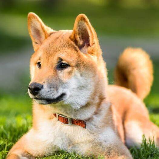 Shiba shop inu informacion