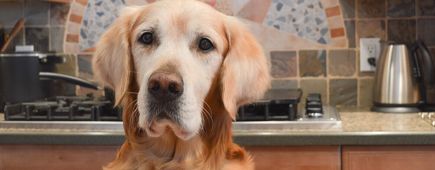 Labrador amarillo recuperado mirando a la cámara.