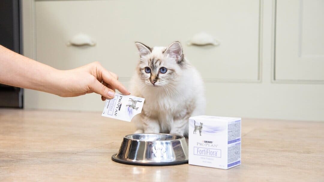 Probióticos para gatos: ¿por qué son tan importantes?