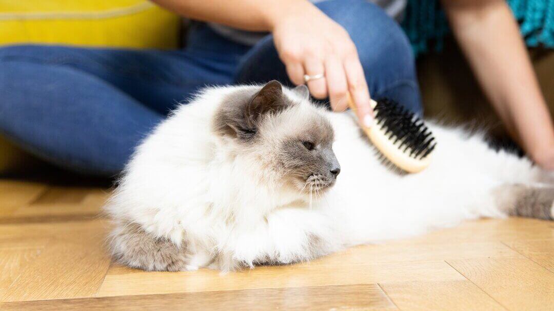 Guía para acicalar a tu gato: beneficios y cómo hacerlo | Purina®