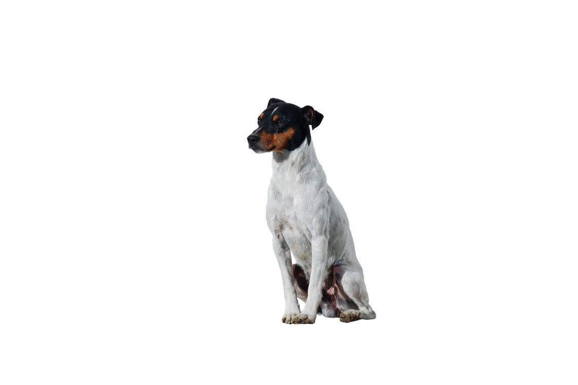 Ratonero Bodeguero Andaluz: Características y cuidados | Purina