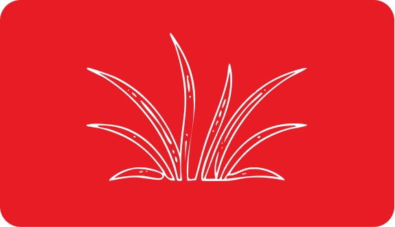Praderas marinas