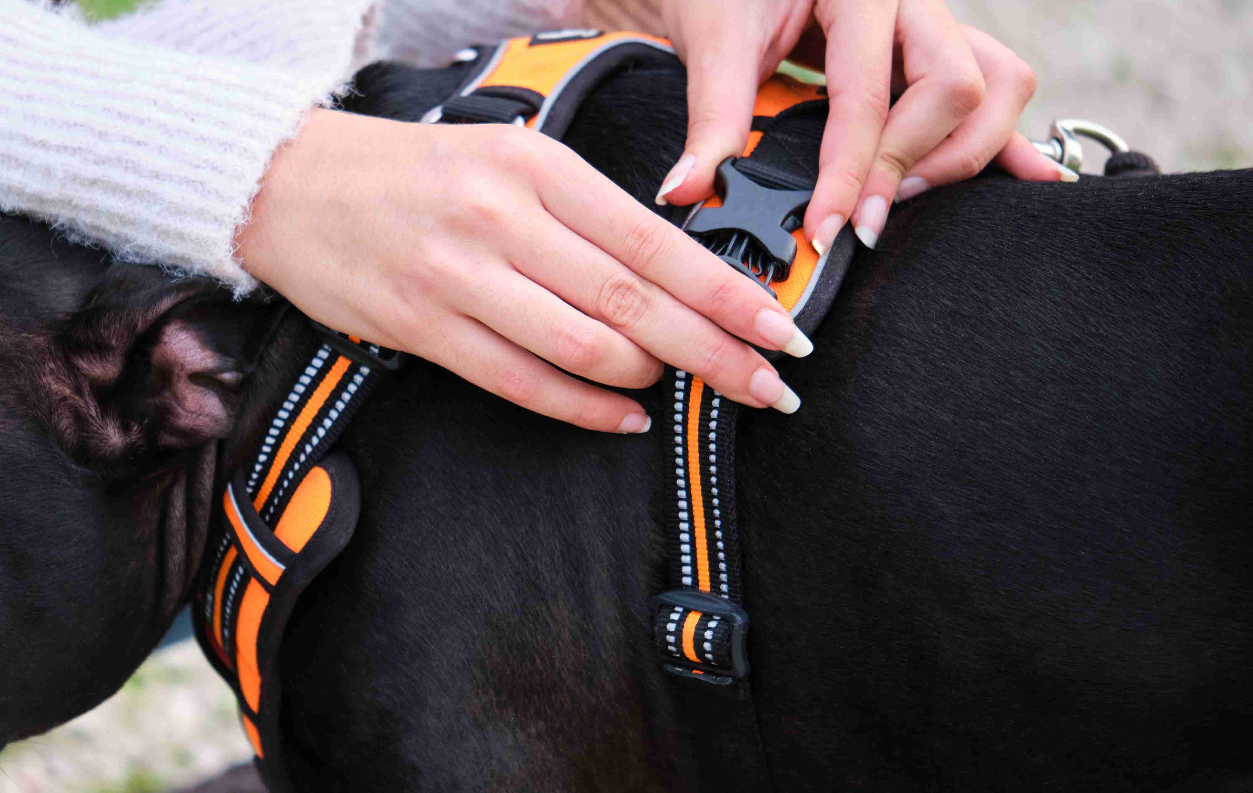 Consejos para viajar con perro en coche