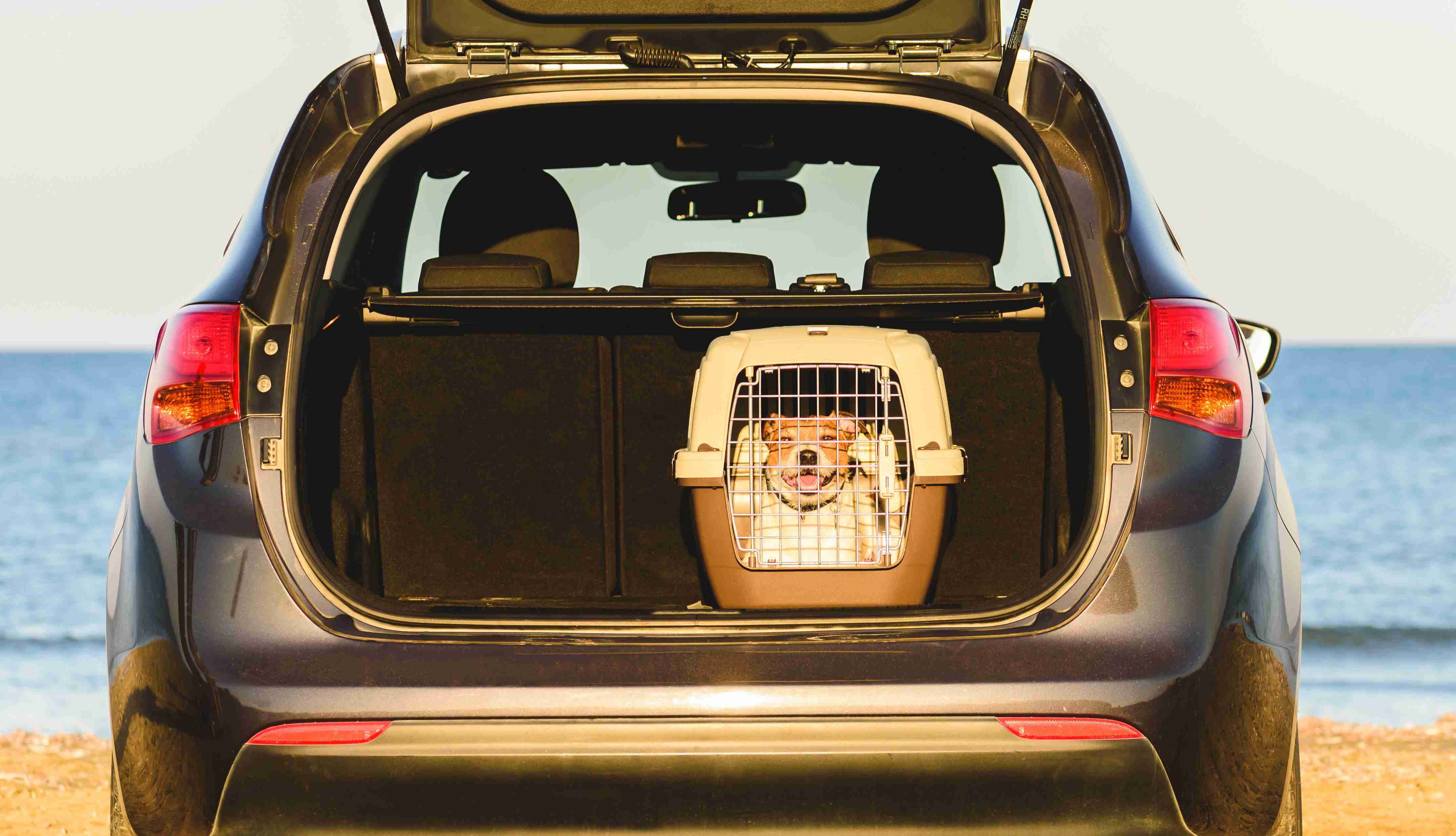 Consejos para viajar con perro en coche