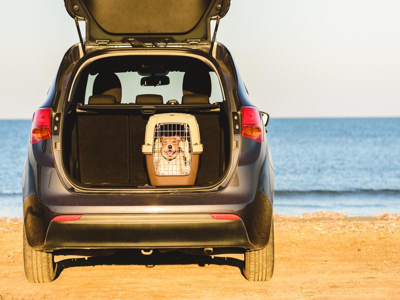 Consejos para viajar con perro en coche