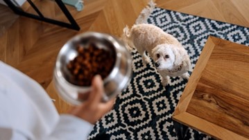 Perro pequeño mirando un cuenco de comida seca que le ofrece su cuidador