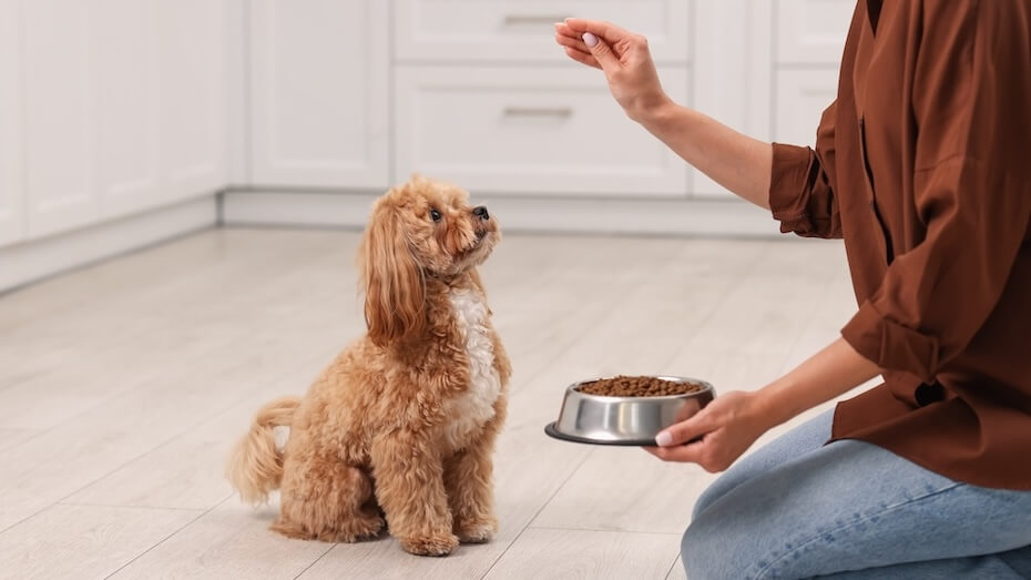 Perro pequeño sentado mientras su cuidador le ofrece un cuenco de comida seca
