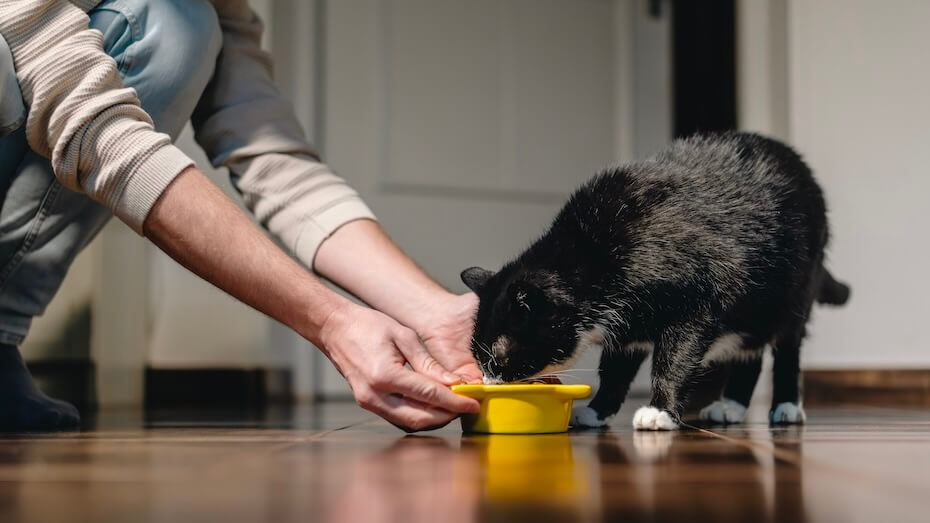 Gato negro comiendo de un cuenco mientras su cuidador se lo coloca en el suelo  