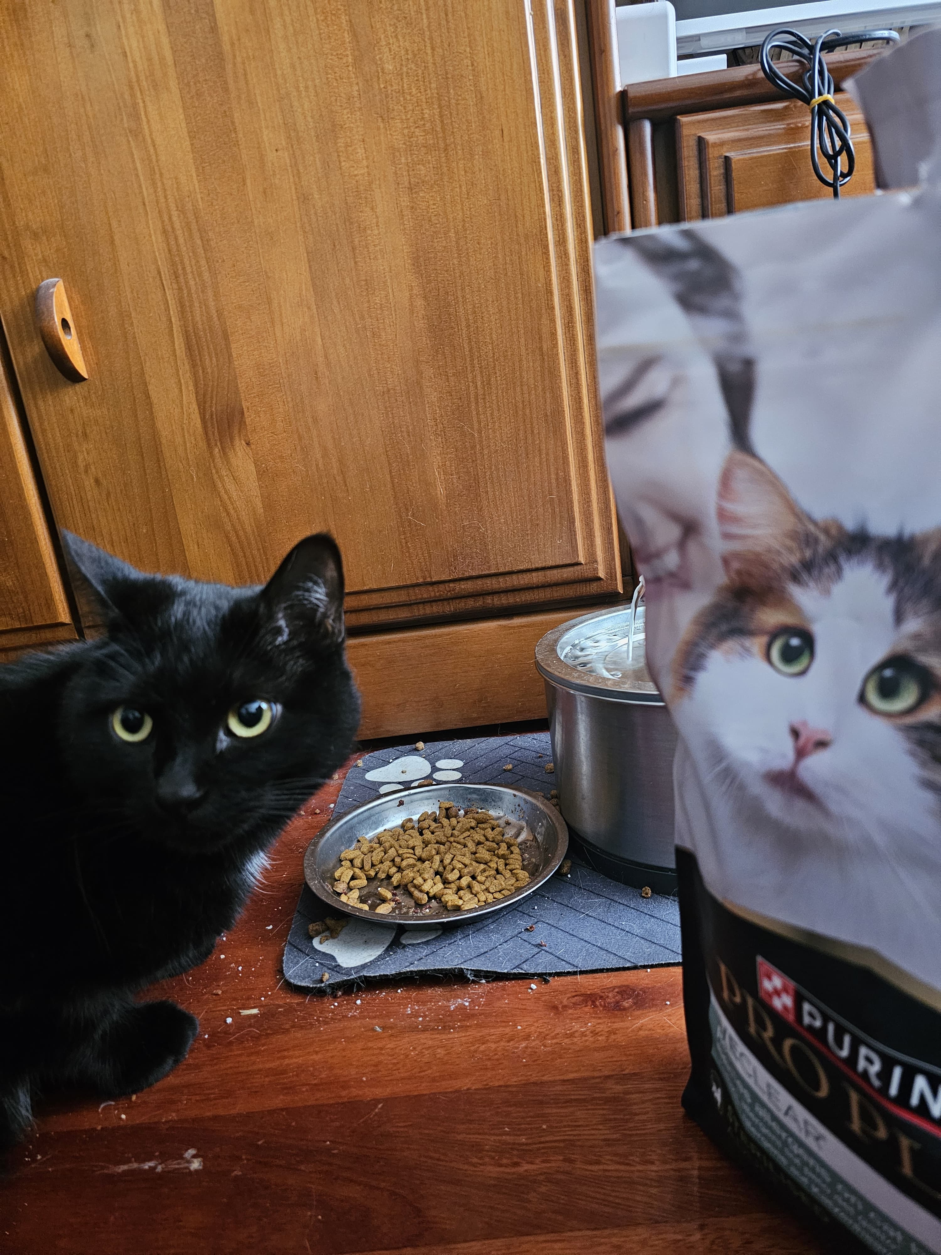 Salem y Purina Pro Plan Live Clear