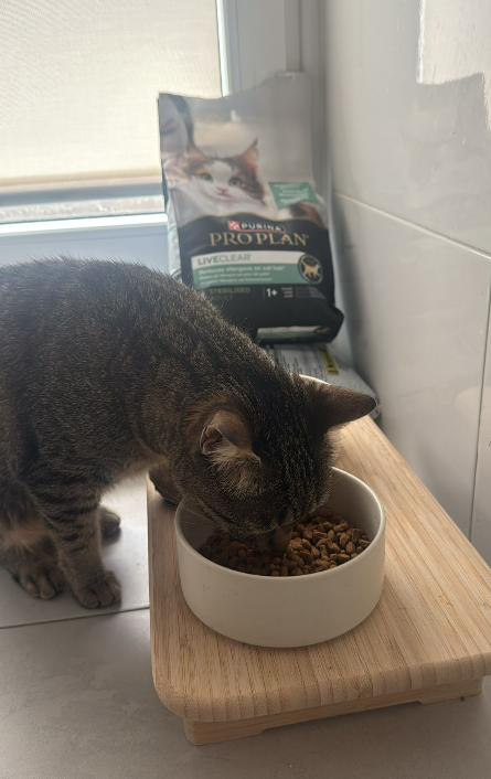 comiendo el purina pro plan de salmon