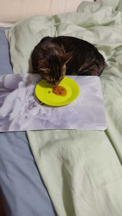 Degustando su comida favorita