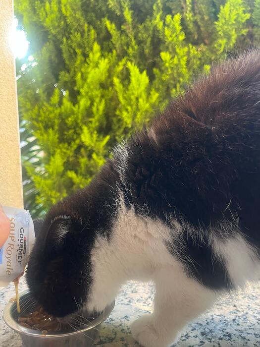 Degustando su comida favorita