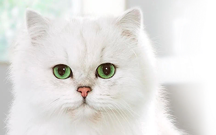 Purina