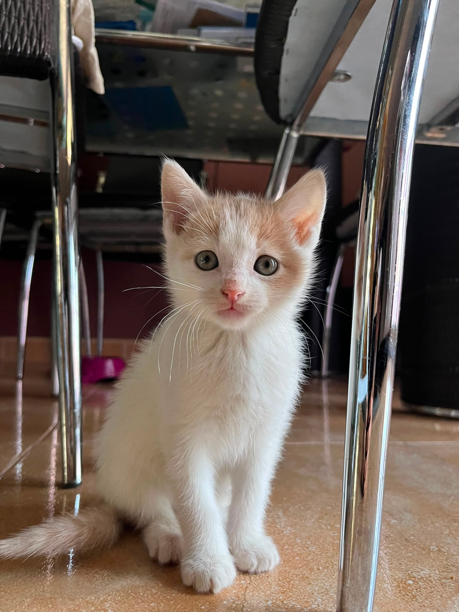 Está es Iris, y dice que le encanta Purina one hidralife de pollo
