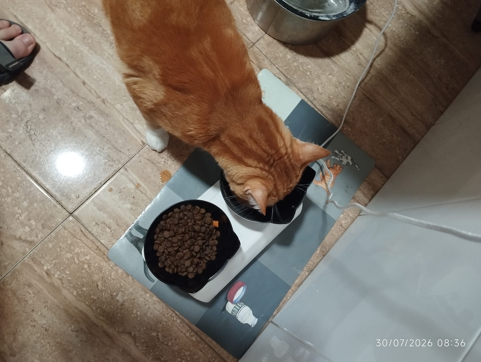 Sabroso Pollo
